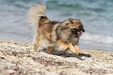 SPITZ ALLEMAND 230